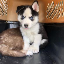 Purebred Huskies Male and Female