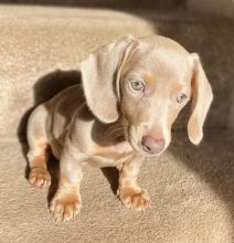 Quality Standard Dachshund puppies KC REGISTERED