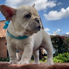Stunning French bulldog puppies🐶🐶🐶