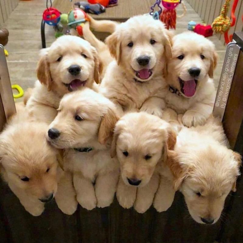 6 beautiful golden retriever puppies💞😍😍 Image eClassifieds4u