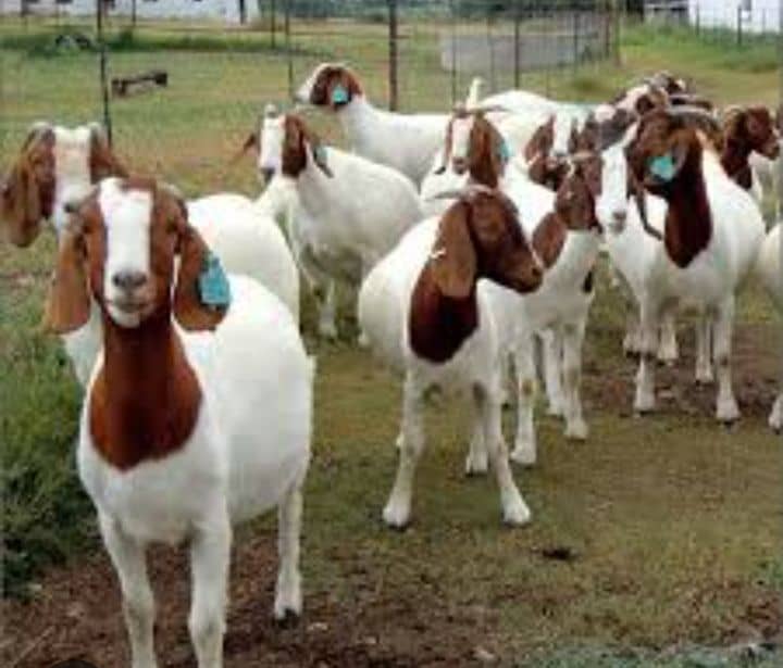 Excellent Dairy Goats for sale.Email:livestockfarmershouse@gmail.com Image eClassifieds4u