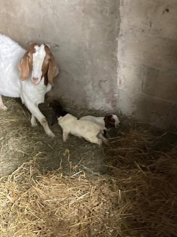 Excellent Dairy Goats for sale.Email:livestockfarmershouse@gmail.com Image eClassifieds4u