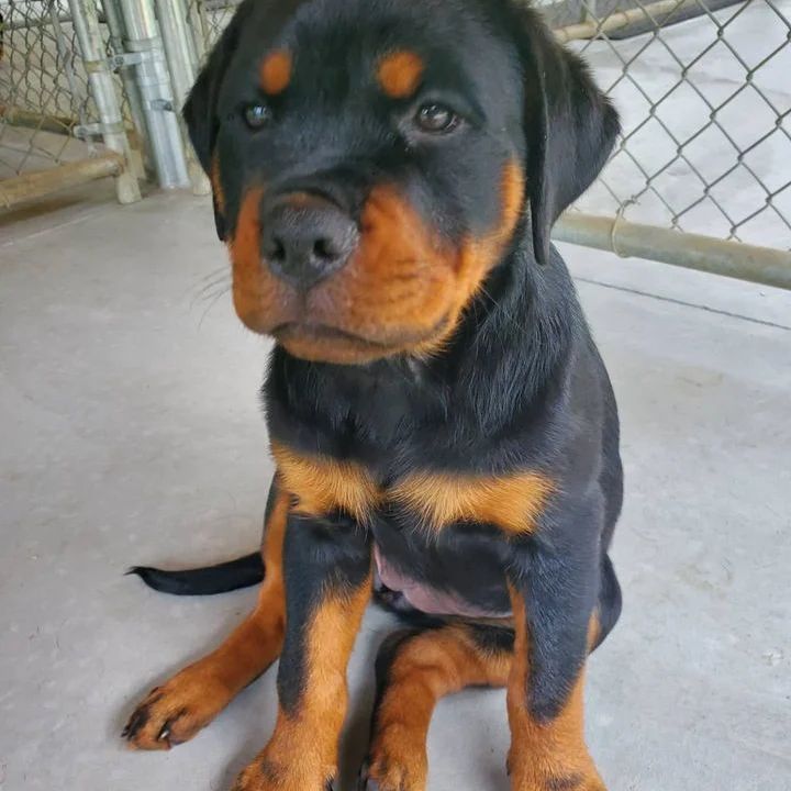 Gorgeous KC Registered Rottweiler Puppies Image eClassifieds4u