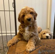 🐾 Adorable F1 Goldendoodles 🐾 Image eClassifieds4U
