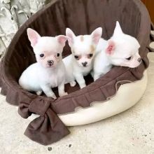 ••• Chihuahua puppies. 1 boy & 1 girl left ••• Image eClassifieds4u 3