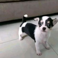 ••• Chihuahua puppies. 1 boy & 1 girl left ••• Image eClassifieds4u 2