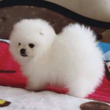 🐾✨ Fluffy Teddy Pomeranian Puppies ✨🐾 Ready now! Image eClassifieds4U