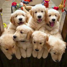 6 beautiful golden retriever puppies💞😍😍 Image eClassifieds4U