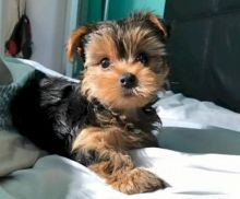 Adorable Yorkshire Terrier Puppies for Sale! Image eClassifieds4u 2