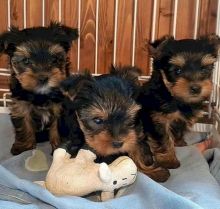 Adorable Yorkshire Terrier Puppies for Sale! Image eClassifieds4u 3