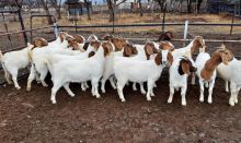 Excellent Dairy Goats for sale.Email:livestockfarmershouse@gmail.com Image eClassifieds4U