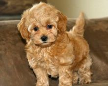 Gorgeous F1 Toy Maltipoo's. Health Certificate Image eClassifieds4U