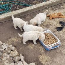 Labrador retriever Puppies Ready to leave Image eClassifieds4u 4