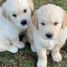 Labrador retriever Puppies Ready to leave Image eClassifieds4u 2
