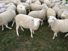 Multipurpose Sheep for sale(Dorpersheeps)Email:livestockfarmershouse@gmail.com Image eClassifieds4U