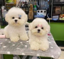 Purebred Bichon Frise Puppies Image eClassifieds4U