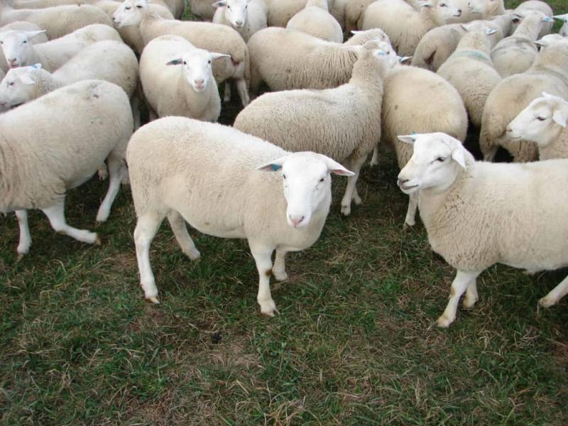 Multipurpose Sheep for sale(Dorpersheeps)Email:livestockfarmershouse@gmail.com Image eClassifieds4u