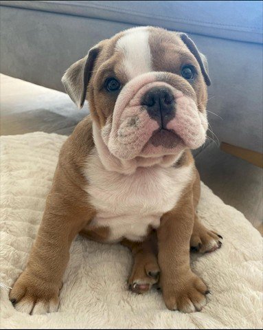 Stunning English Bulldog Puppies✅💞‼ Image eClassifieds4u