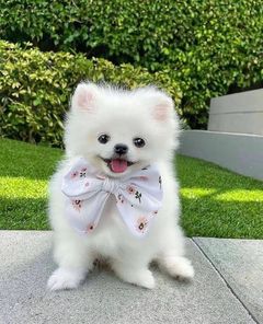 ❤️Fluffy Pomeranian Puppies for sale❤️KC REG Image eClassifieds4u