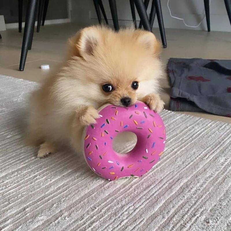 ❤️Fluffy Pomeranian Puppies for sale❤️KC REG Image eClassifieds4u
