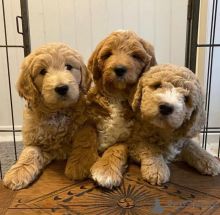 🐾 Standard Goldendoodle Puppies🐾