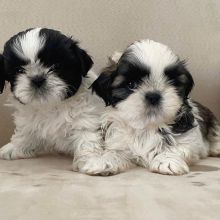 2 Beautiful shih tzus Ready to go.