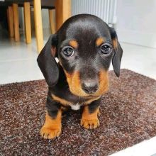 READY TO LEAVE NOW KC Miniature Dachshund Puppies