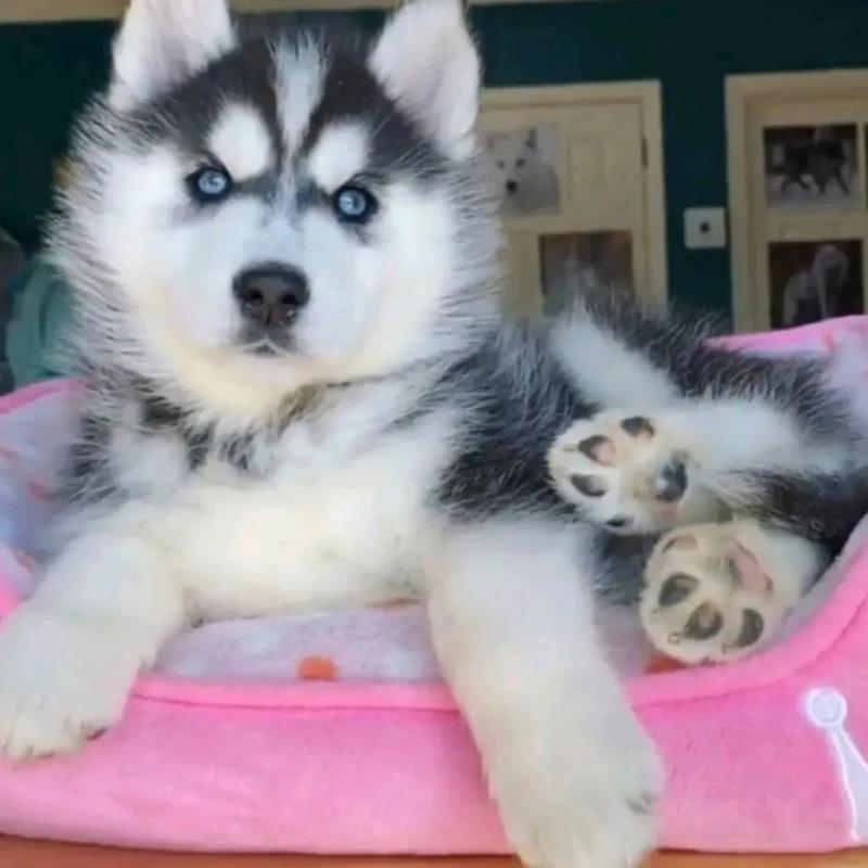 Beautiful blue eyed siberian husky puppies Image eClassifieds4u