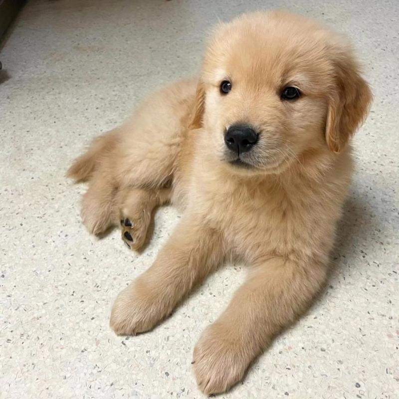 Beautiful kc registered Golden Retriever puppies Image eClassifieds4u