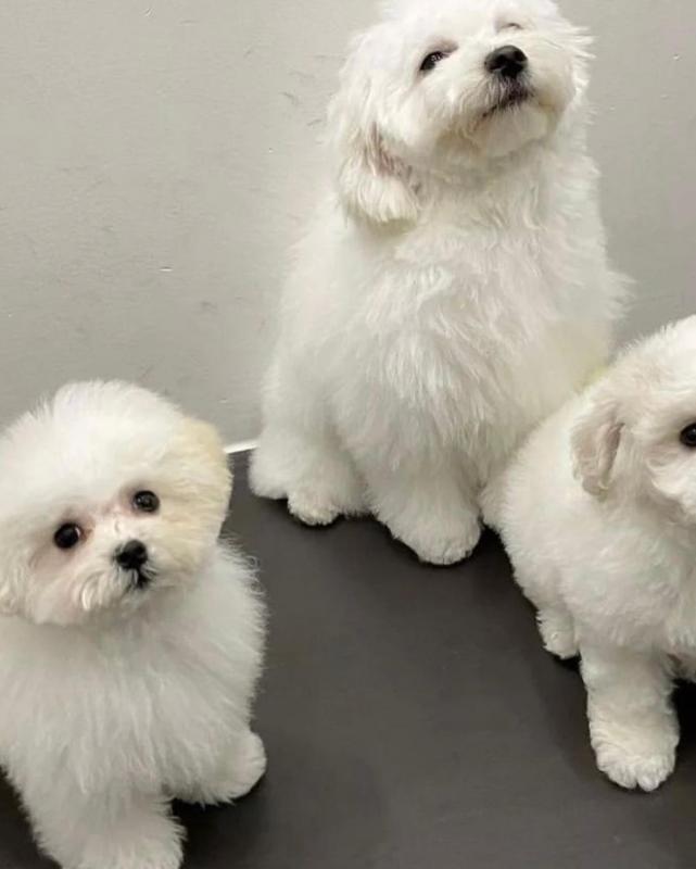 Champion Bloodline Pedigree Bichon Frise Puppies🐶 Image eClassifieds4u