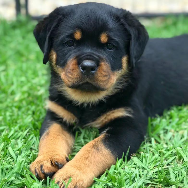 Four Rottweiler pups READY TO GO💞💗💯🐶 Image eClassifieds4u