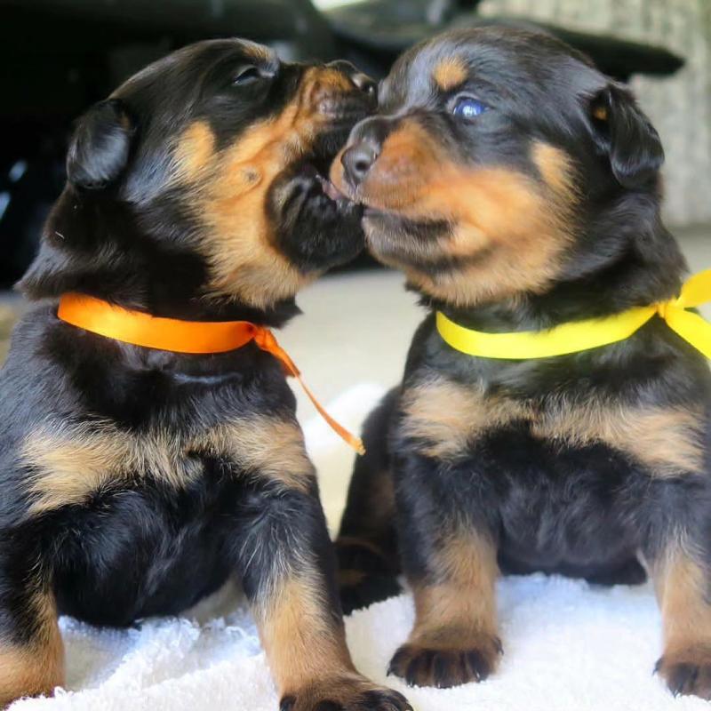 Four Rottweiler pups READY TO GO💞💗💯🐶 Image eClassifieds4u