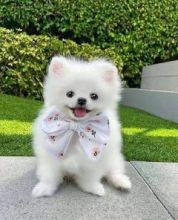 ❤️Fluffy Pomeranian Puppies for sale❤️KC REG Image eClassifieds4u 1