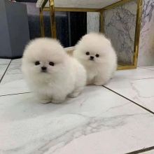 ❤️Fluffy Pomeranian Puppies for sale❤️KC REG Image eClassifieds4u 2