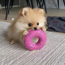❤️Fluffy Pomeranian Puppies for sale❤️KC REG Image eClassifieds4u 4