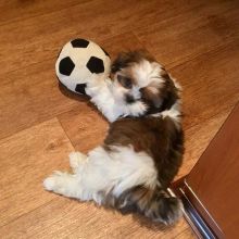 2 Beautiful shih tzus Ready to go. Image eClassifieds4u 3