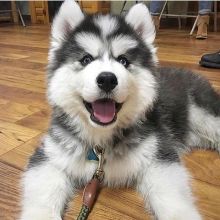 Beautiful blue eyed siberian husky puppies Image eClassifieds4u 2