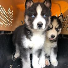 Beautiful blue eyed siberian husky puppies Image eClassifieds4u 3