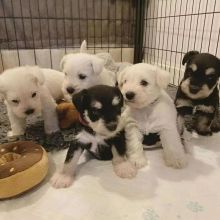 Beautiful miniature schnauzers Image eClassifieds4u 1