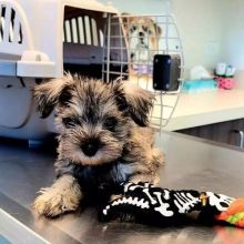 Beautiful miniature schnauzers Image eClassifieds4u 2