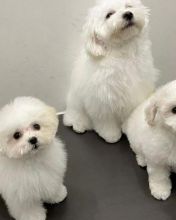 Champion Bloodline Pedigree Bichon Frise Puppies🐶 Image eClassifieds4u 1