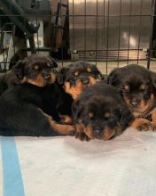 Four Rottweiler pups READY TO GO💞💗💯🐶 Image eClassifieds4u 2