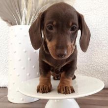 READY TO LEAVE NOW KC Miniature Dachshund Puppies Image eClassifieds4u 2