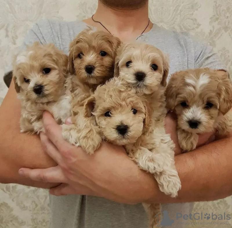 Premium F1 Maltipoo’s kc health tested parent Image eClassifieds4u