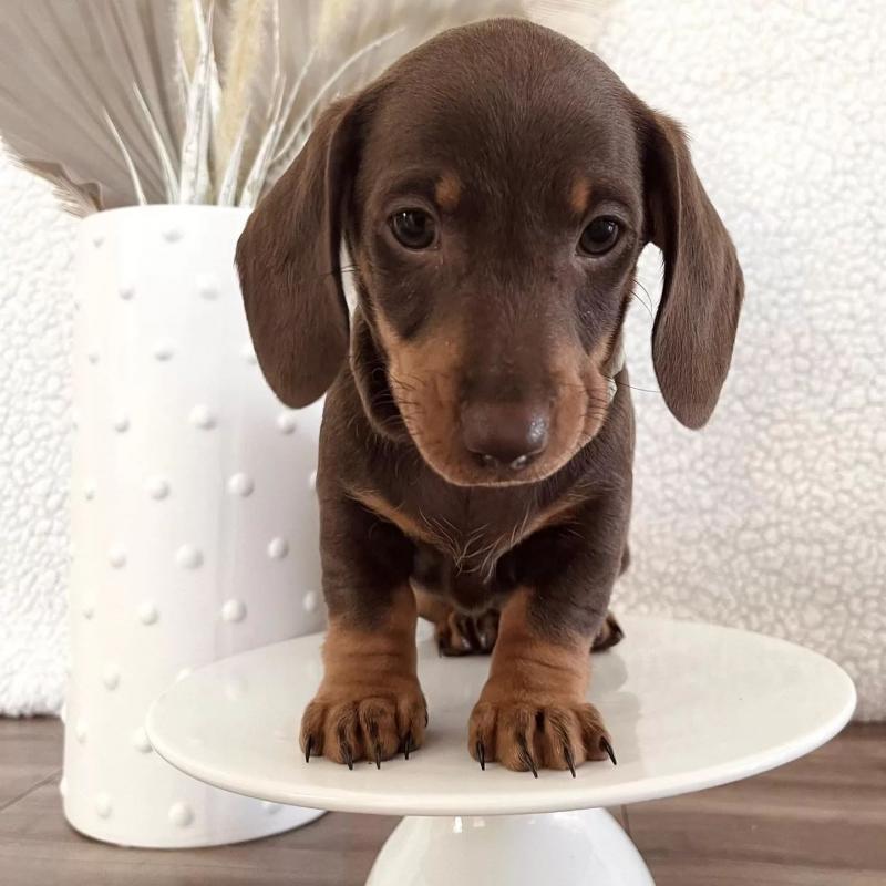 READY TO LEAVE NOW KC Miniature Dachshund Puppies Image eClassifieds4u