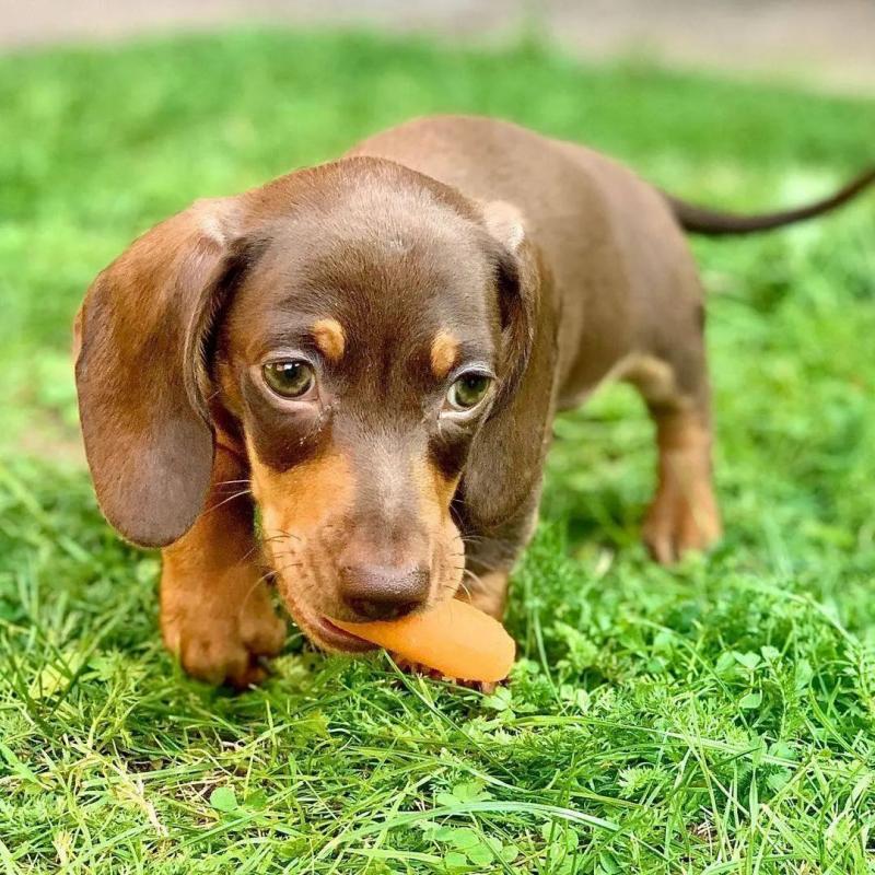READY TO LEAVE NOW KC Miniature Dachshund Puppies Image eClassifieds4u