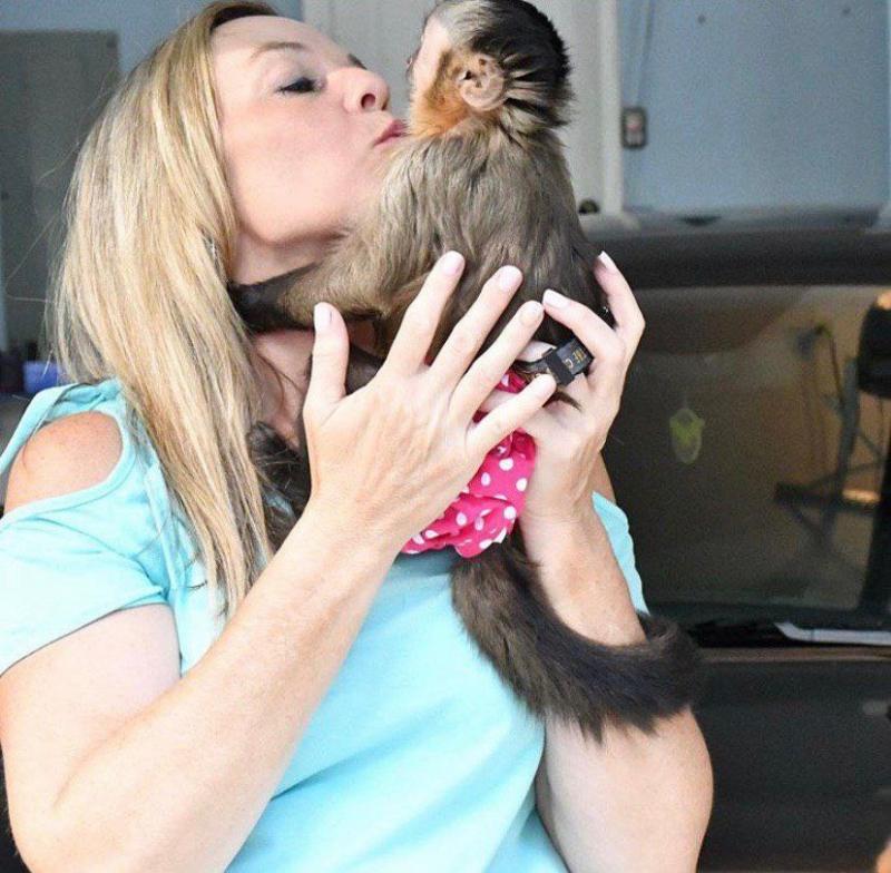 Cute Capuchin Monkey for adoption Image eClassifieds4u