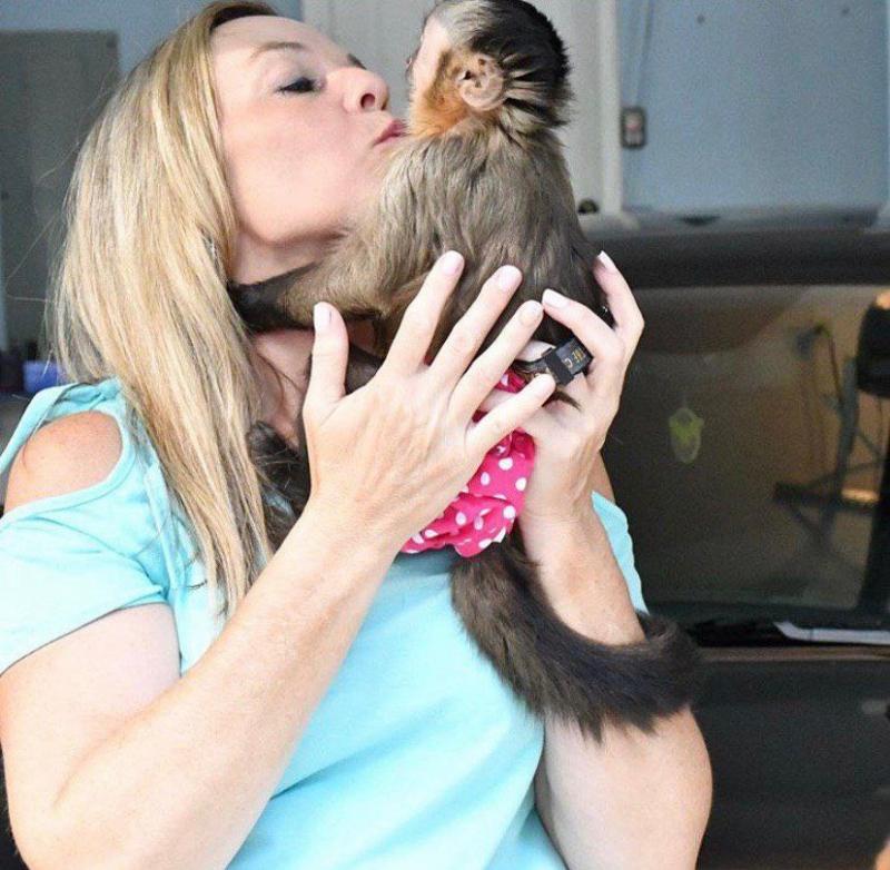 Cute Capuchin Monkey for adoption Image eClassifieds4u