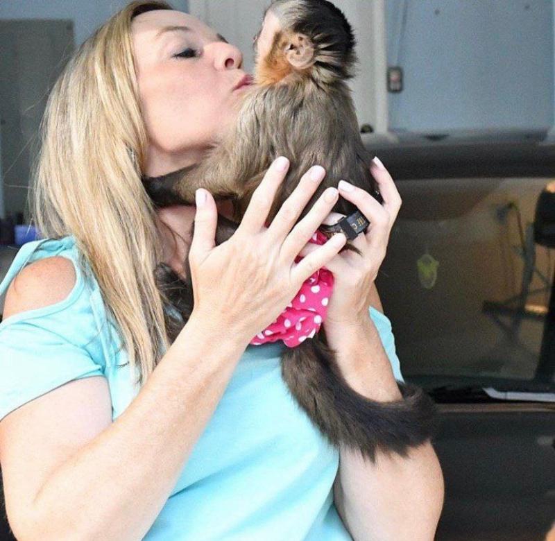 Diapers trained baby Capuchin Monkeys for lovely families Image eClassifieds4u