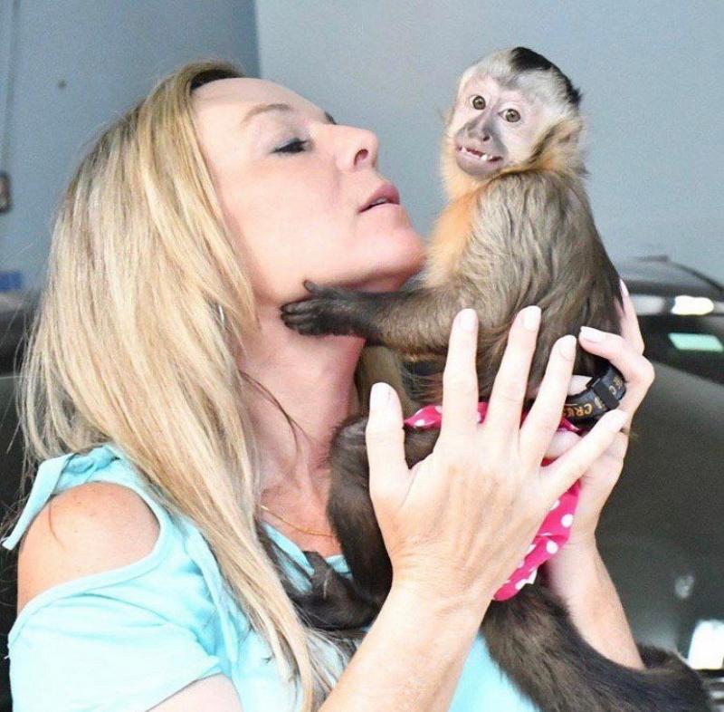 Diapers trained baby Capuchin Monkeys for lovely families Image eClassifieds4u